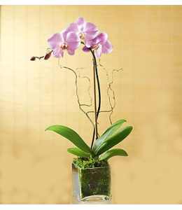 Phalaenopsis orchid in glass