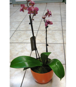 Fuchsia Orchid Phalaenopsis for Interior Places
