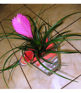 Plant pink tilansia with decorative sand