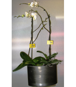 Special orchid phalaenopsis