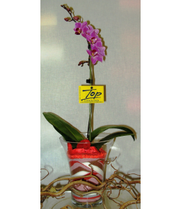 Phalaenopsis Orchid Crete