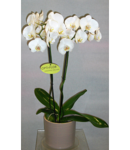 White Orchid in pot