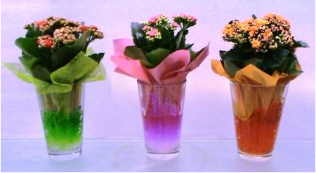 Glass Vase with Kalanchoe in flower gel