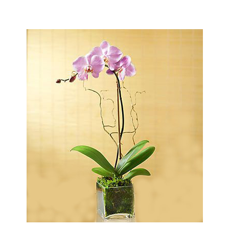 Phalaenopsis orchid in glass
