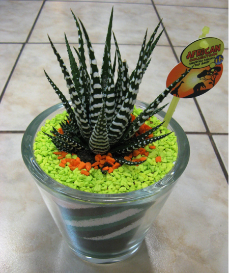 Aloe in glass with sand