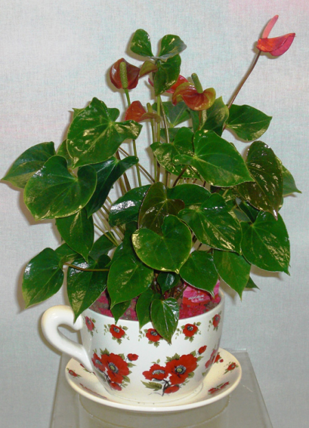 Anthurium into a Colored Ceramic Cup