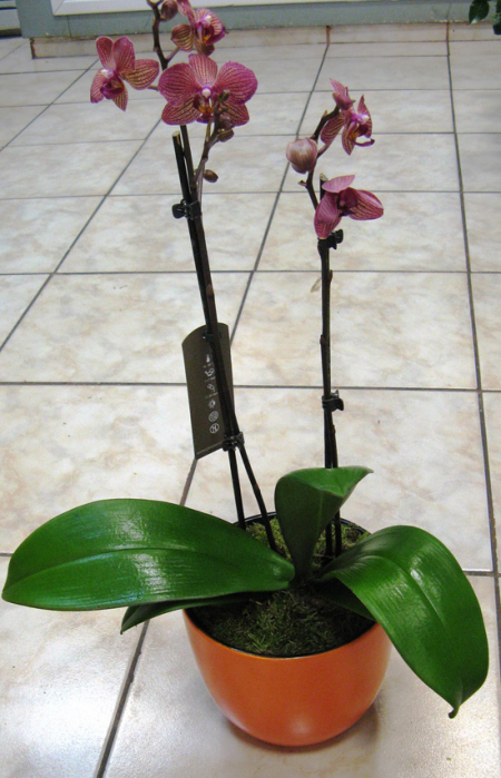 Fuchsia Orchid Phalaenopsis for Interior Places
