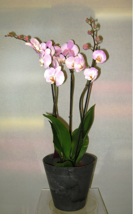 Orchid Phalaenopsis into a Auto-Washed Flower Pot