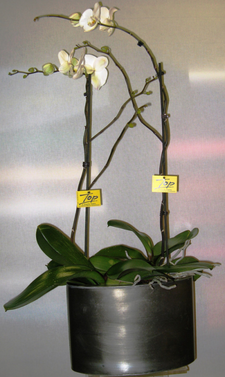 Special orchid phalaenopsis