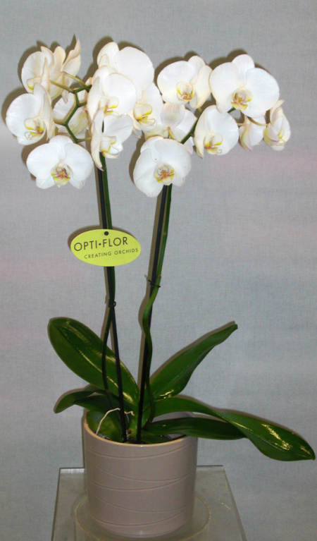 Orchid Phalaenopsis Sifnos