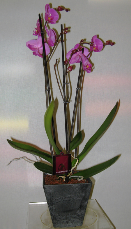 Fuxia orchid phalaenopsis