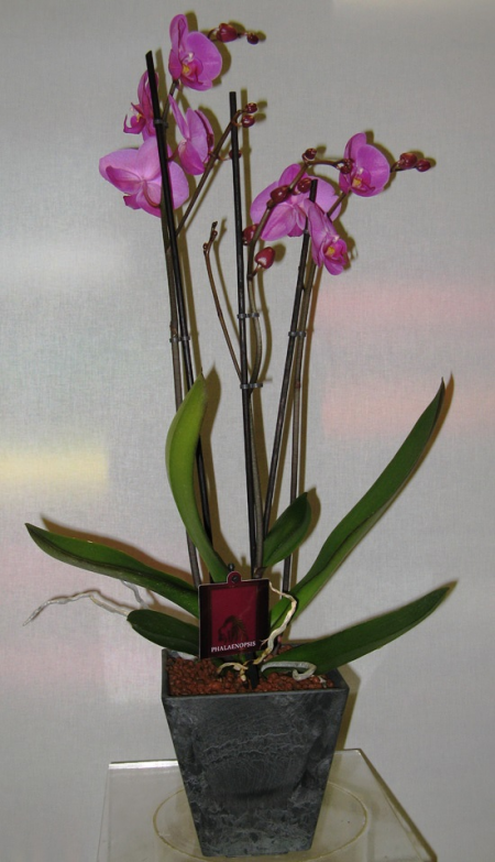 Fuchsia orchid in pot synthesis