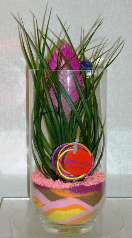 Arrangement in fishbowl tilansia