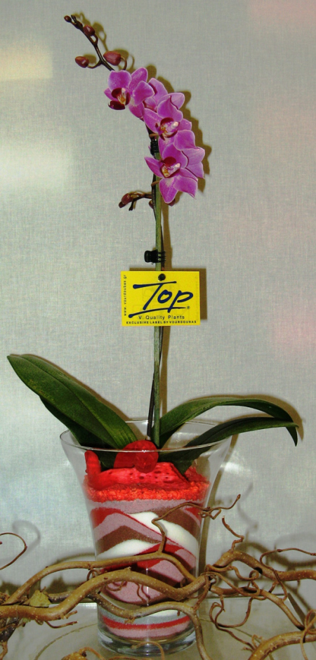 Phalaenopsis Orchid Crete